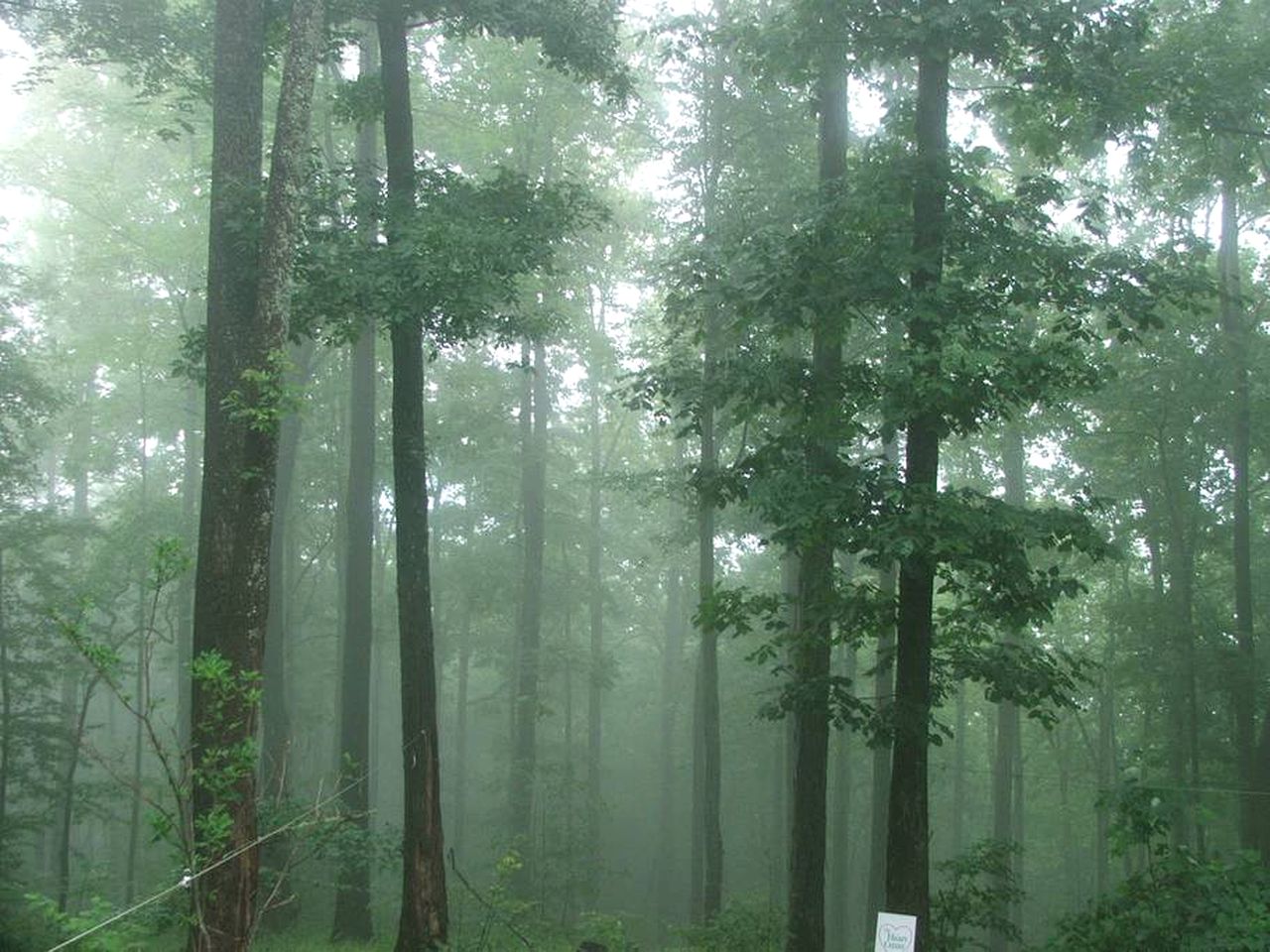 Secluded Log Cabin Getaway near Nantahala National Forest and Cheoah, North Carolina