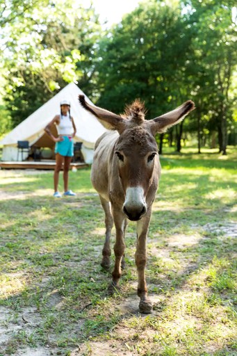 Purdon Groves-Magical Bell Tent photo 4