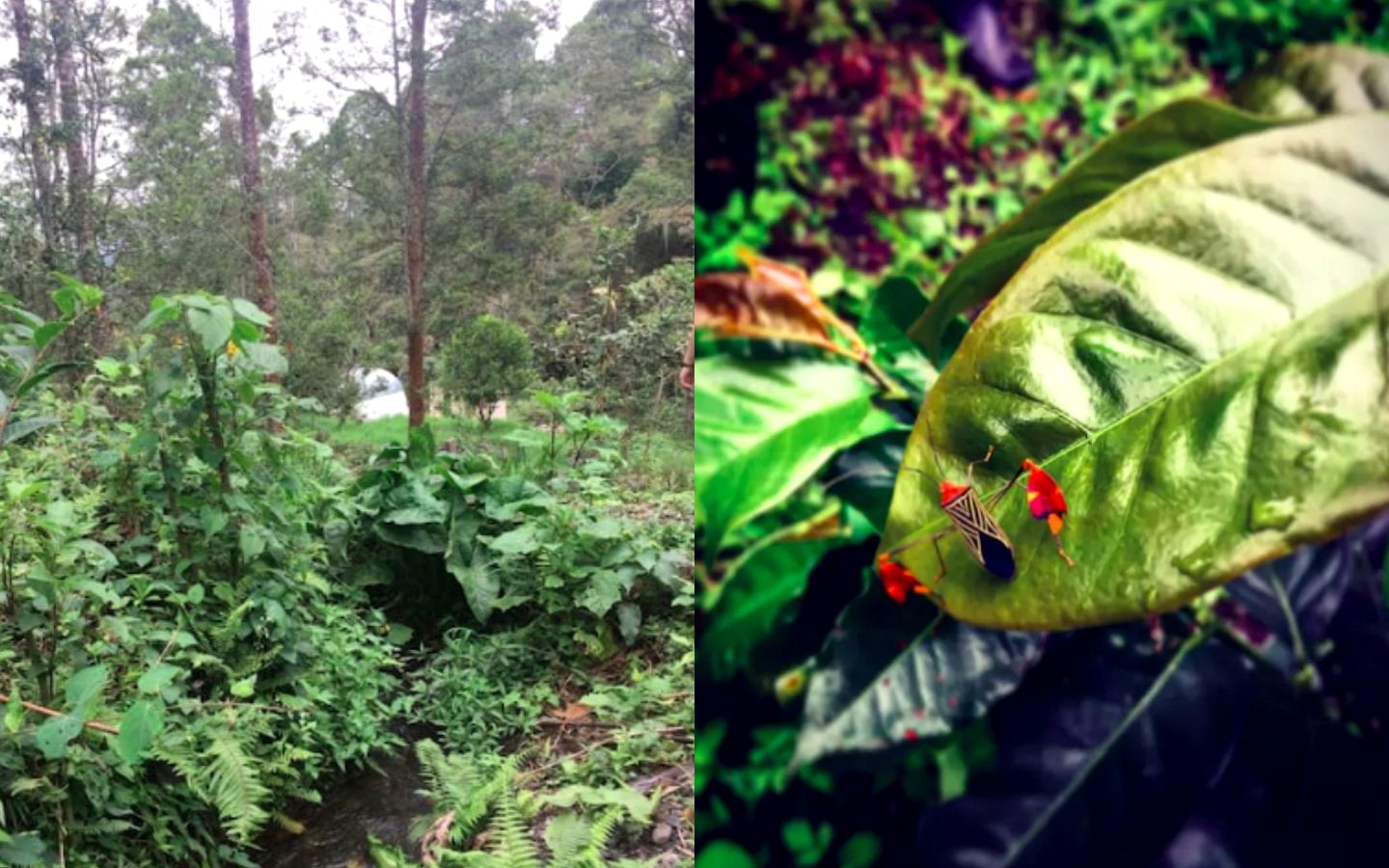 Charming Dome Rental Surrounded by Nature near La Vega, Colombia