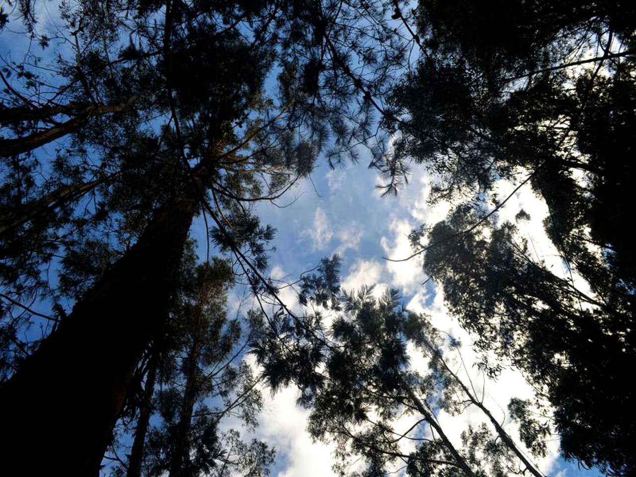 Luxury Camping Tent in a Forested Setting in Cundinamarca, Colombia