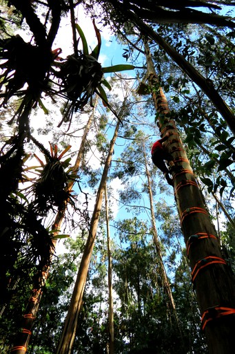 Safari Tents (Guasca, Cundinamarca, Colombia)