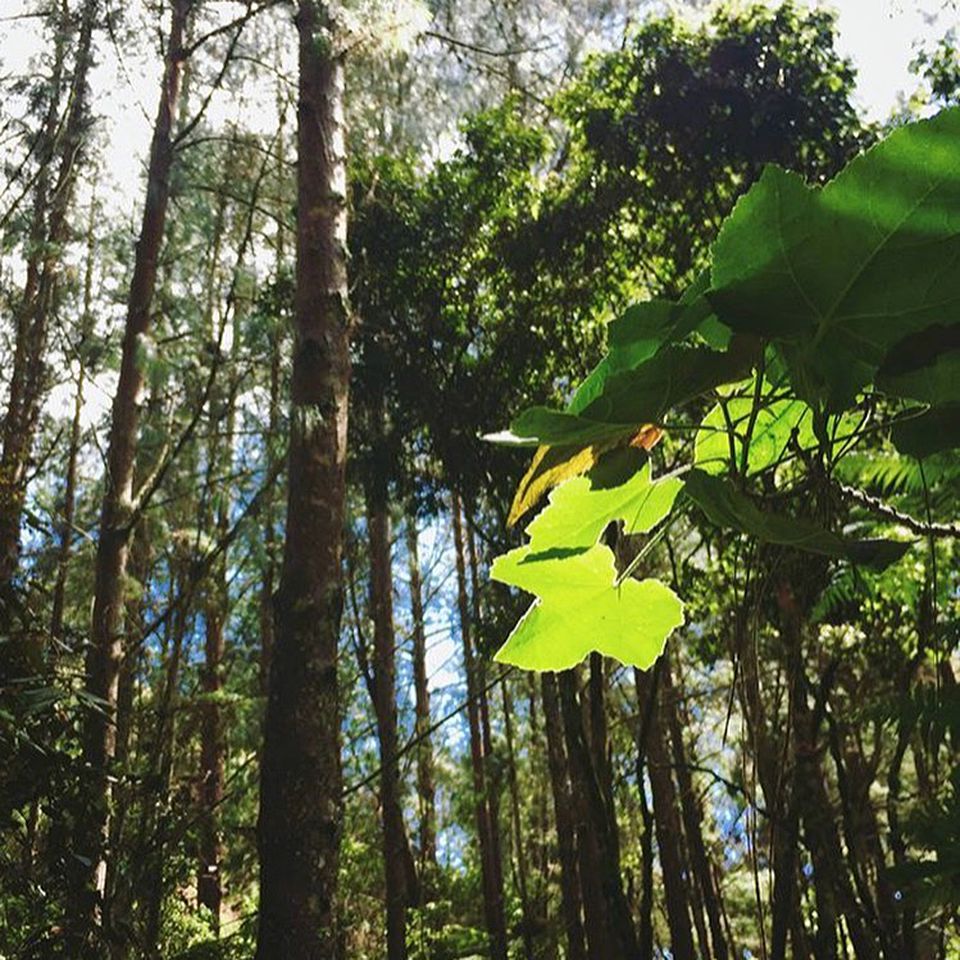 Romantic Glamping Experience in the Forest near Medellin, Colombia