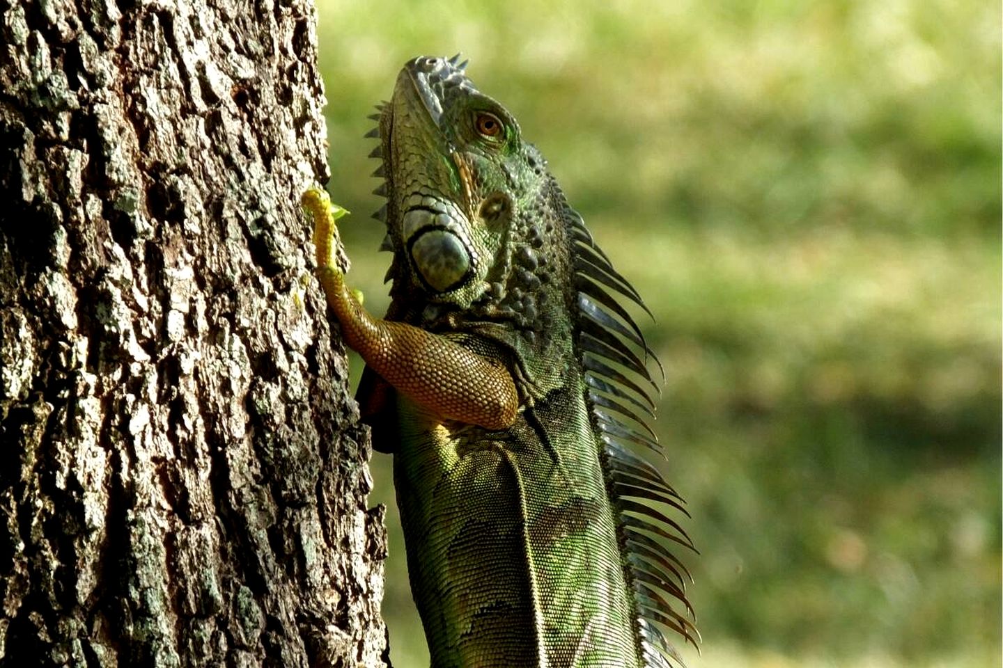 Eco-Friendly Tiny House with Jacuzzi & Mountain Views in Valle de Antón, Panama