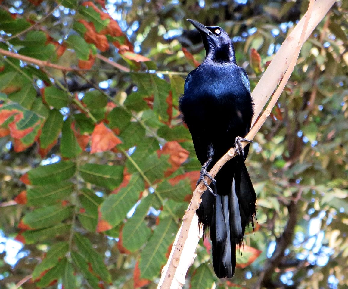 Eco-Friendly Tiny House with Jacuzzi & Mountain Views in Valle de Antón, Panama
