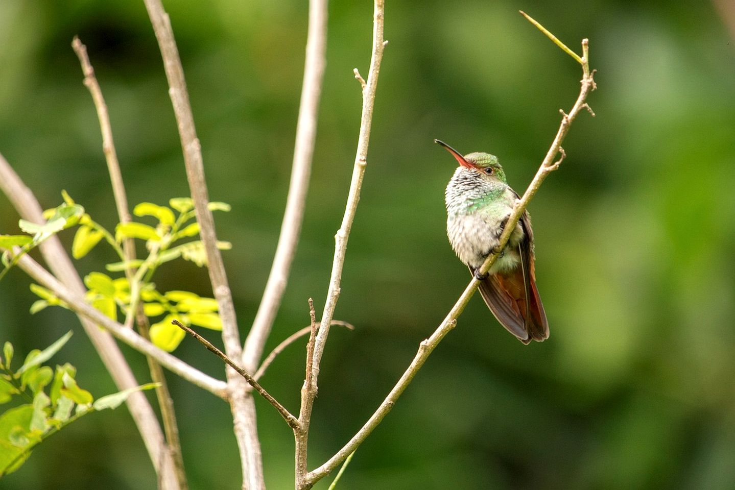 Eco-Friendly Tiny House with Jacuzzi & Mountain Views in Valle de Antón, Panama