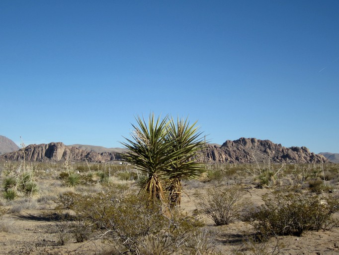 Yurts (El Paso, Texas, United States)