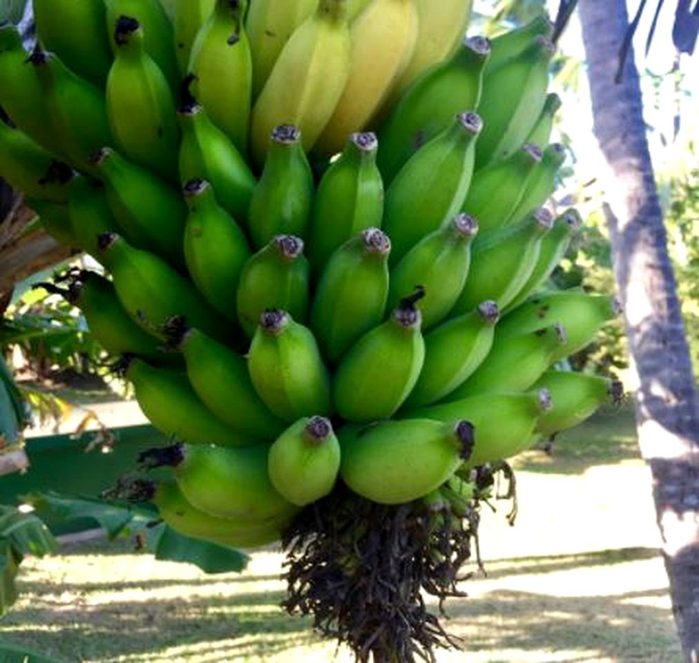 Charming Vacation Rental Surrounded by Palm Trees Just Steps from the Beach on Island of Maui, Hawaii