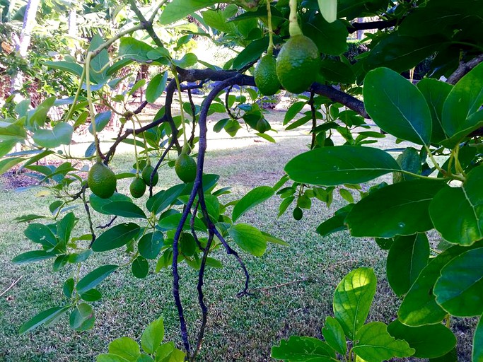 Cottages (Paia, Hawaii, United States)