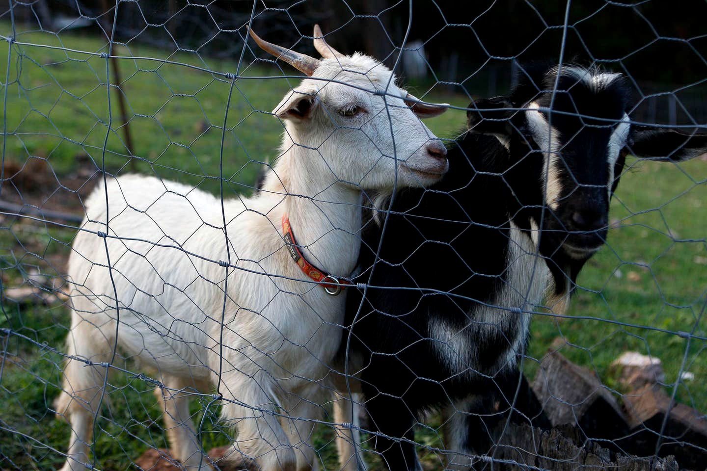 Stunning Tree House with Pool Access Ideal for Luxury Holiday Accommodation, Gold Coast