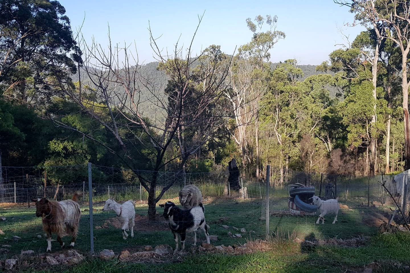 Stunning Tree House with Pool Access Ideal for Luxury Holiday Accommodation, Gold Coast