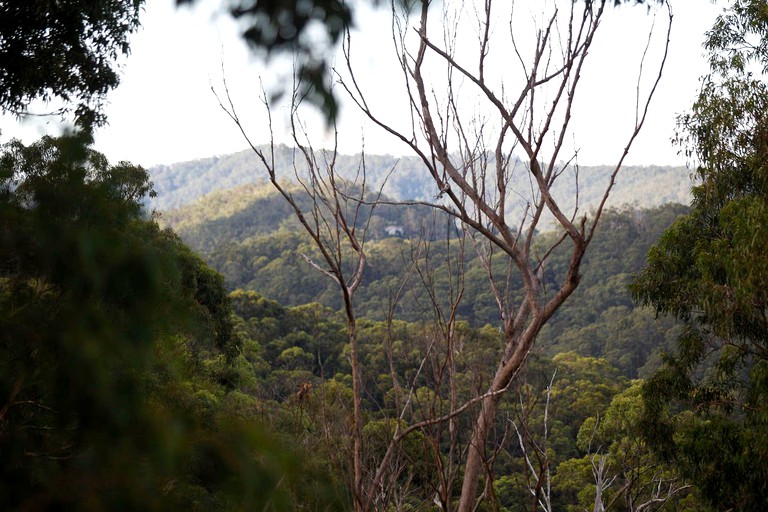 Tree Houses (Austinville, Queensland, Australia)