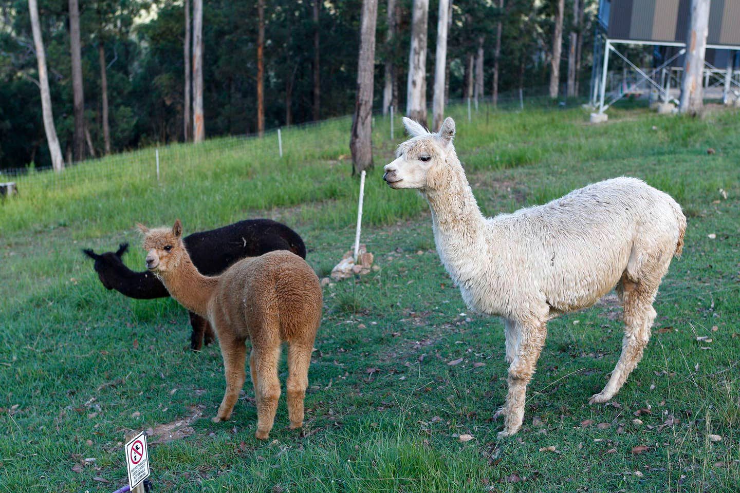 Stunning Tree House with Pool Access Ideal for Luxury Holiday Accommodation, Gold Coast