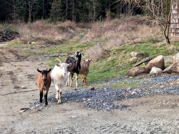 Cabins (Canada, qathet Regional District, British Columbia)