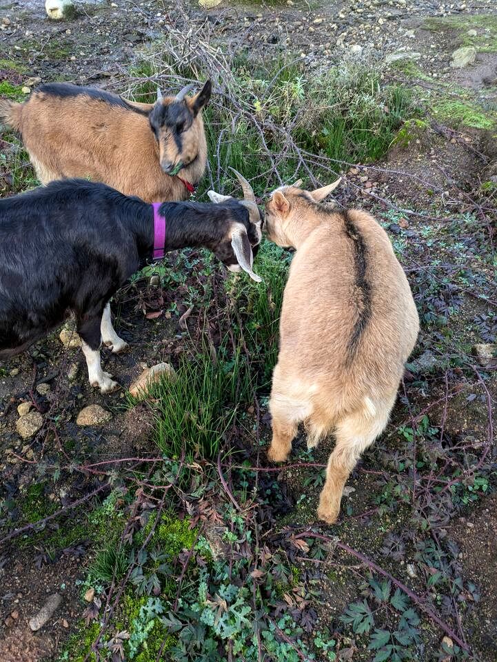 Romantic Golden Tree Ring Cabin with Forest Views & Egg Tub near Homestead Farm in British Columbia