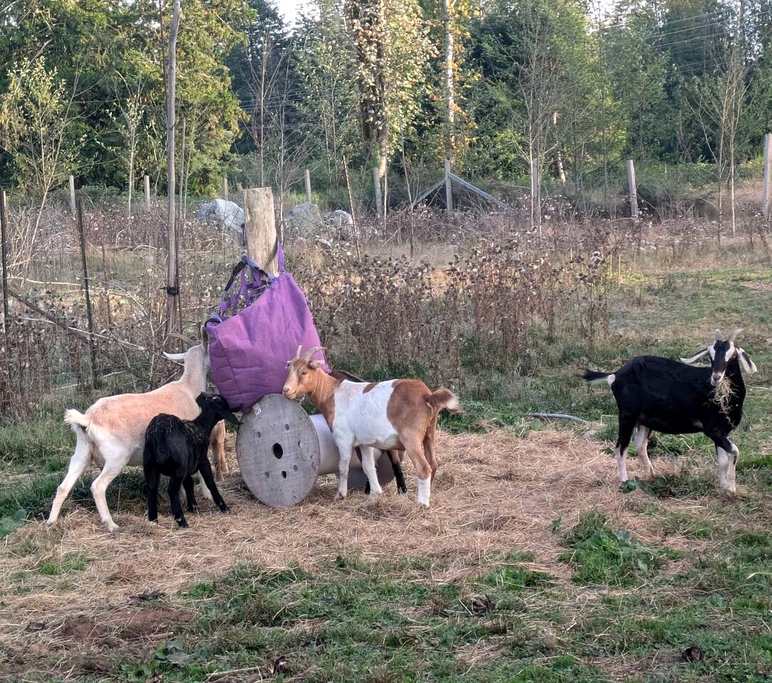 Romantic Golden Tree Ring Cabin with Forest Views & Egg Tub near Homestead Farm in British Columbia