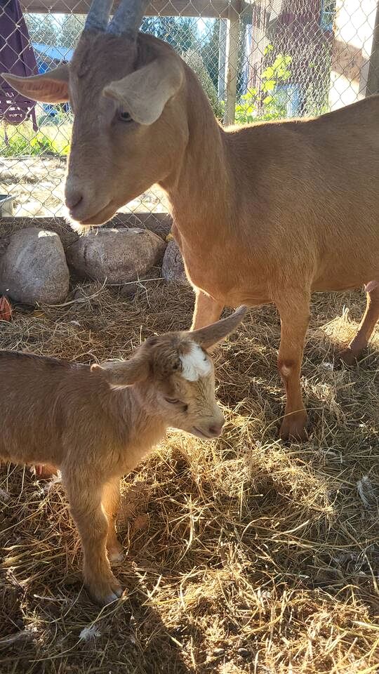 Romantic Golden Tree Ring Cabin with Forest Views & Egg Tub near Homestead Farm in British Columbia