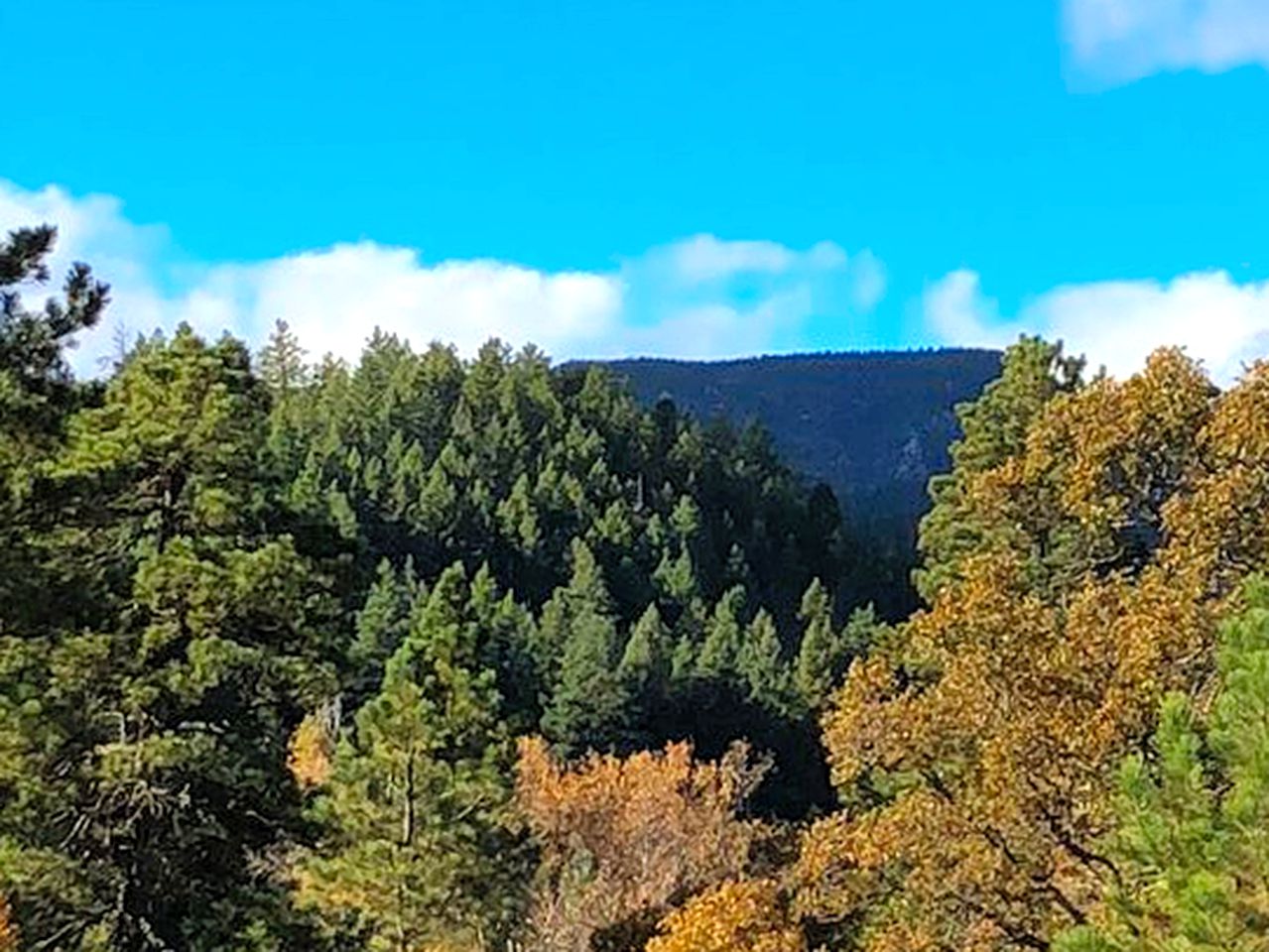Cabin Rental Beulah, Colorado Glamping Hub