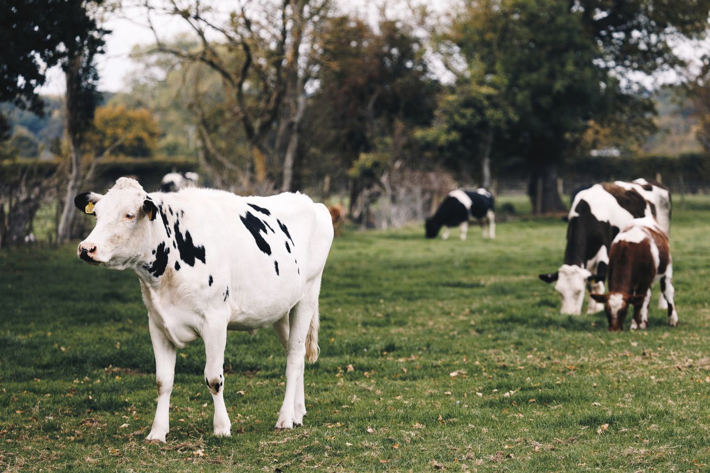 Gorgeous Fully-Equipped Cabin with Spectacular Outdoor Living Space in UK