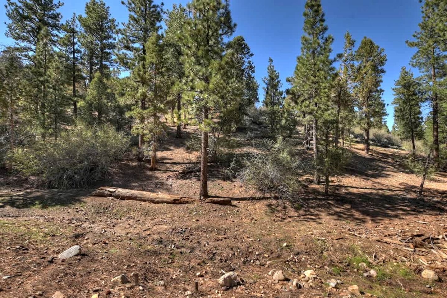 Gorgeous Modern Log Cabin Nestled in the Woods in Big Bear, California
