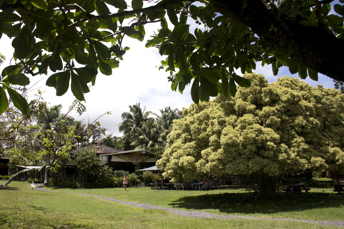 Serene Tree House-Style Rental on 120-Acre Retreat Center in Pahoa, Hawaii