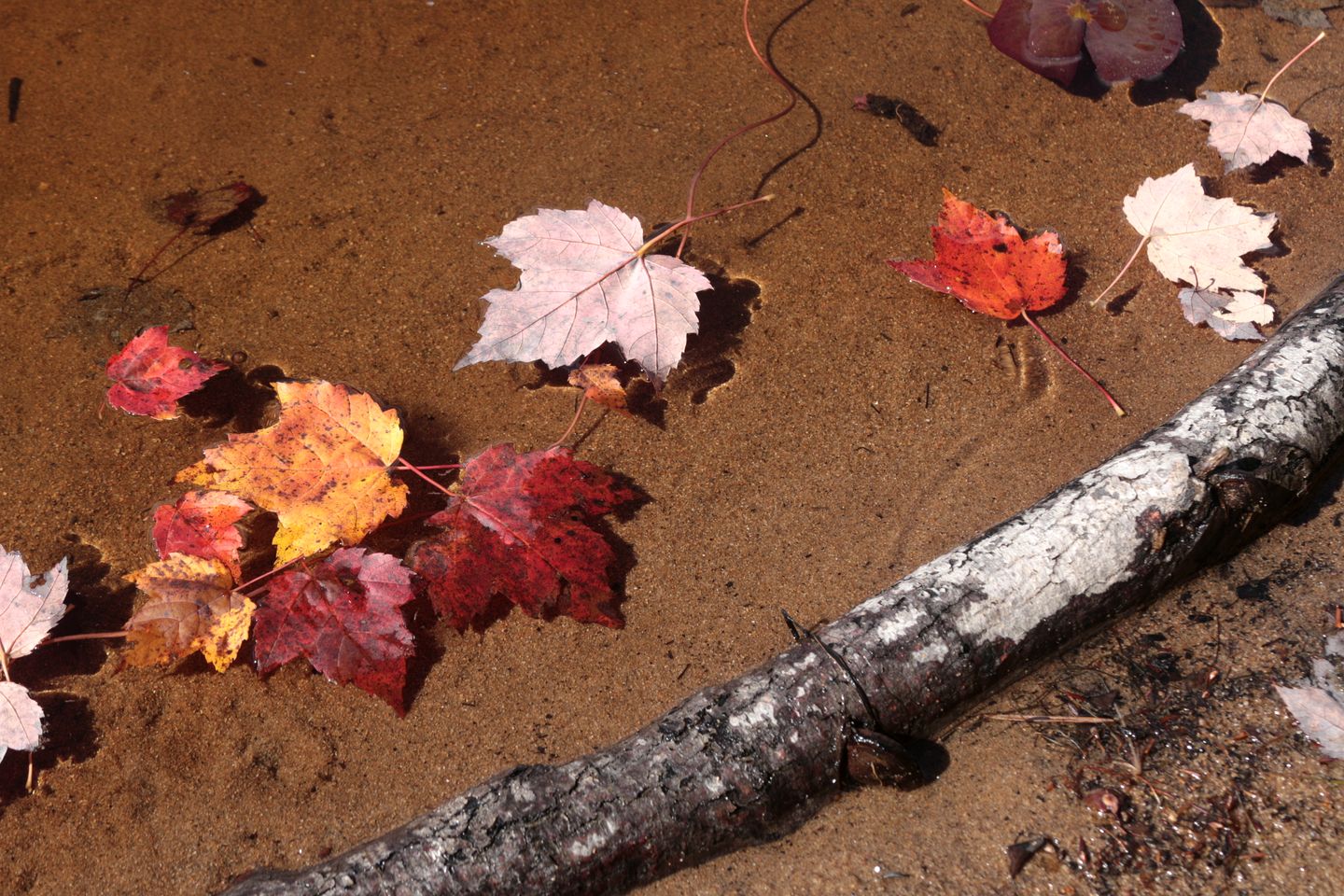 Cozy Lakefront Cabin with Private Firepit on Big Moose Lake, Adirondacks NY