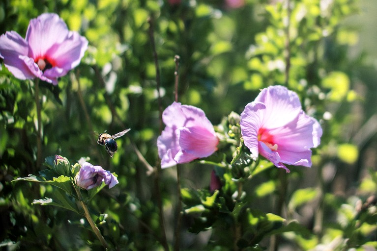 Vacation Rentals (United States of America, --, Georgia)