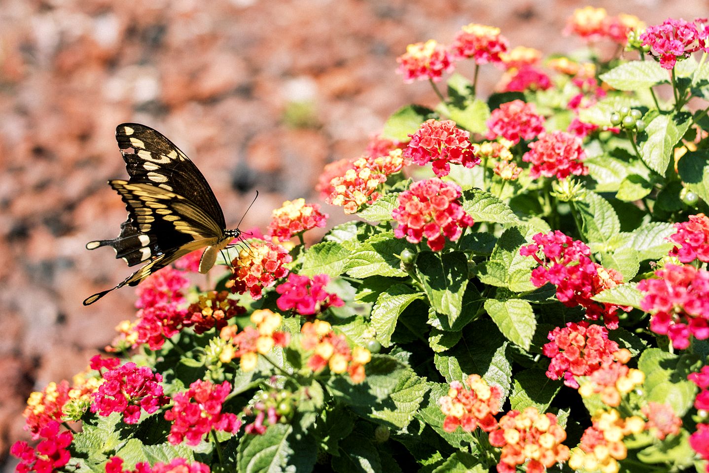 Gorgeous Tea House for Two with Incredible Views for the Ultimate Romantic Escape near Menlo, Georgia
