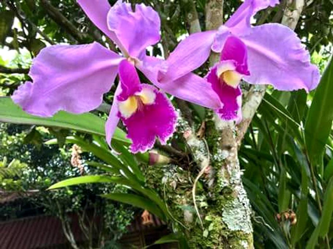 Remote Cabin Rental Surrounded by Nature in El Peñón, Cundinamarca, Colombia