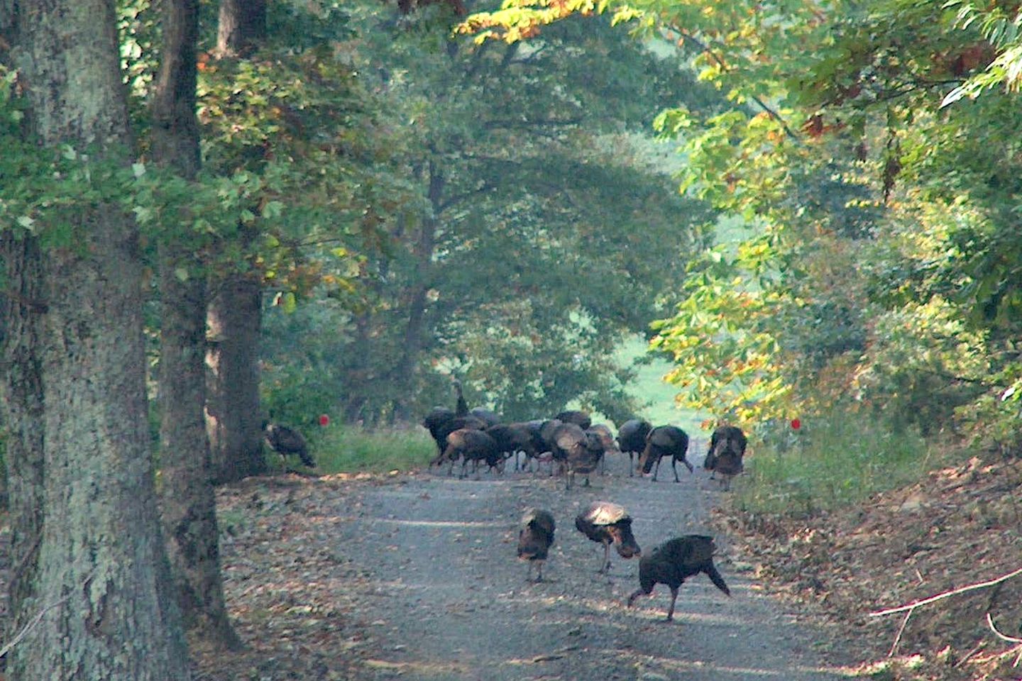 Gorgeous Caboose Rental for a Glamping Getaway in the Blue Ridge Mountains of Virginia