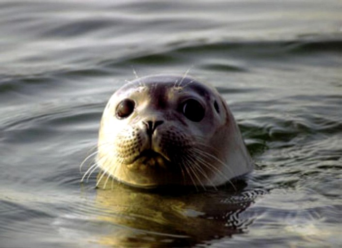 Vacation Rentals (Frenchboro, Maine, United States)