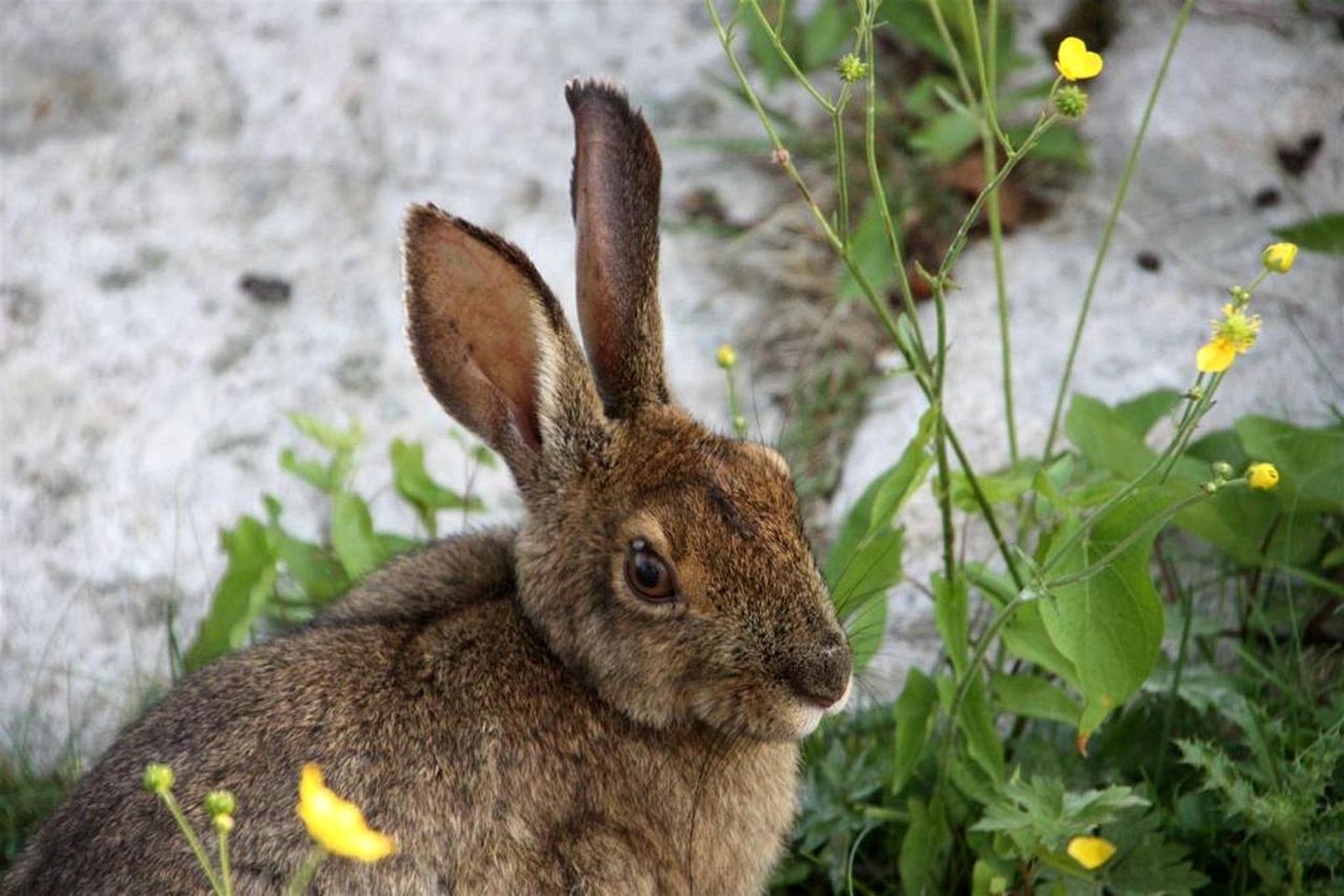 Stunning Vacation Rental with Panoramic Ocean Views on Great Duck Island, Maine