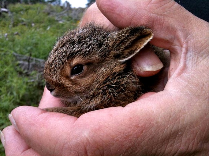 Vacation Rentals (Frenchboro, Maine, United States)