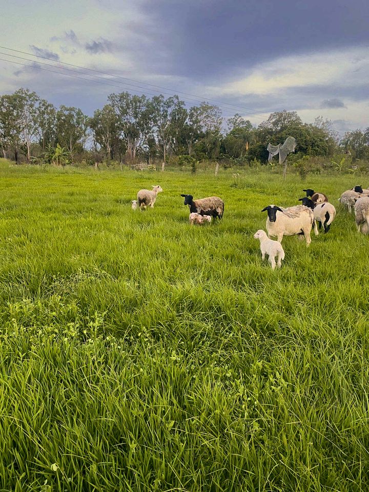 Great Tiny House with Lovely Hiking Trails and Wildlife in Queensland