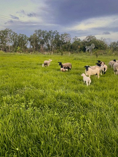 Tiny Houses (Australia, Baffle Creek, Queensland)