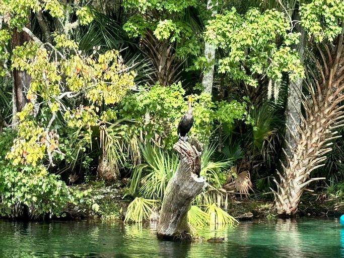 Cabins (United States of America, Dunnellon, Florida)