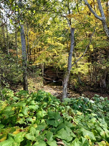 Cabins (United States of America, Sandgate, Vermont)
