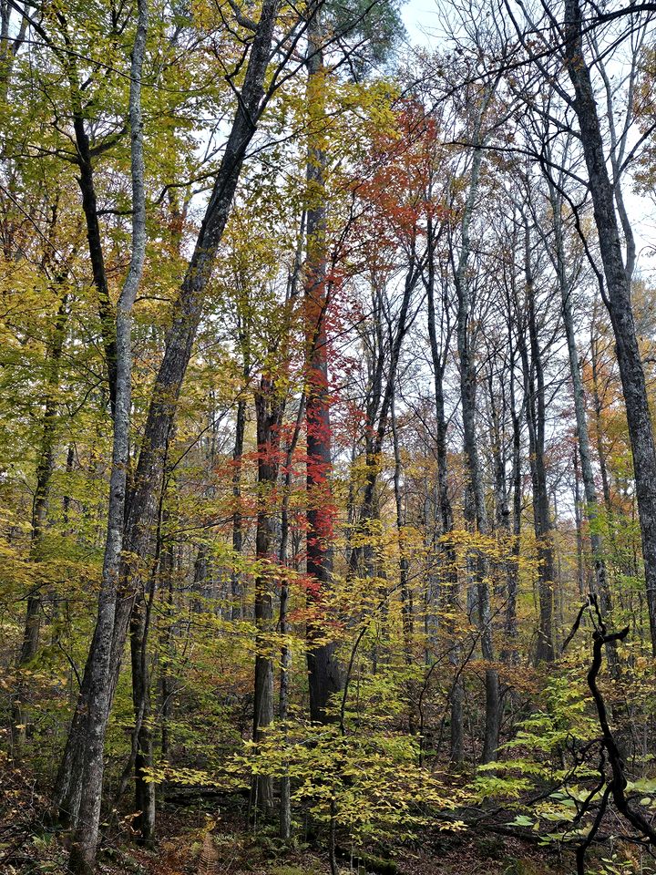 Tranquil Cabin Hideaway with Firepit and Riverfront Views on the Green River in Vermont
