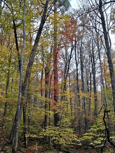 Cabins (United States of America, Sandgate, Vermont)