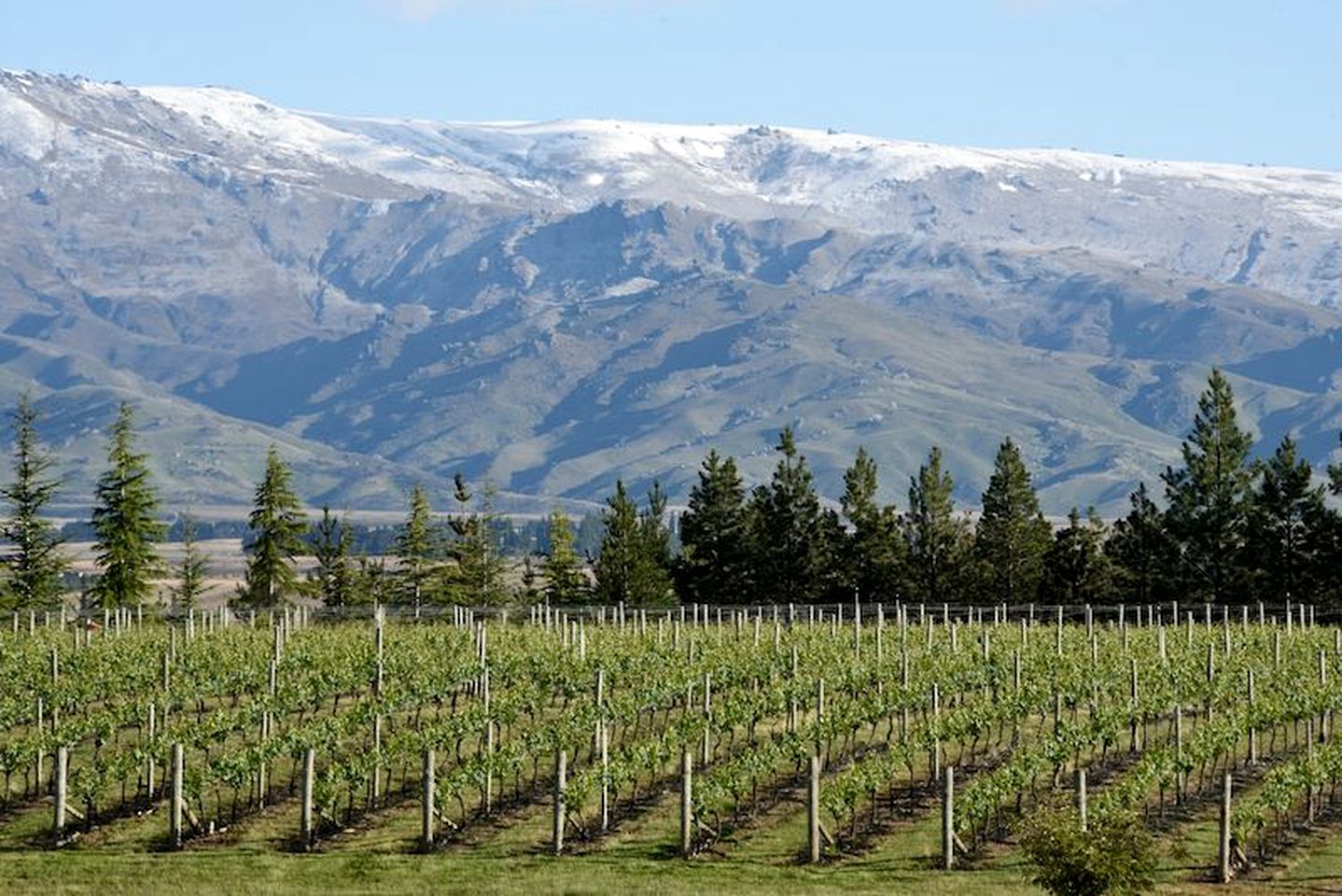 Elegant Suite Rental on Vineyard near Alexandra, New Zealand