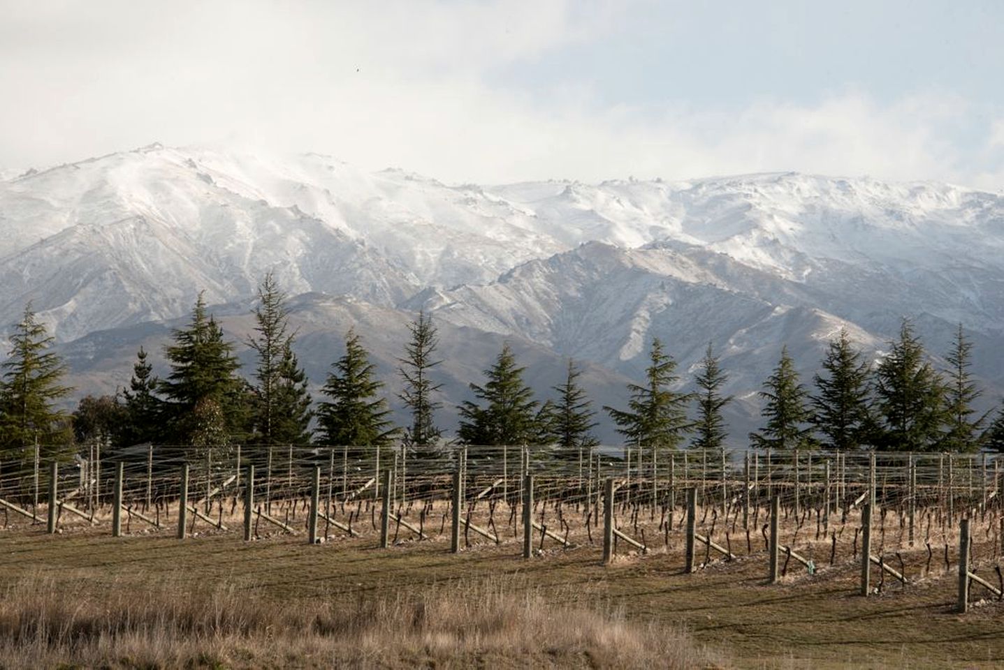 Elegant Suite Rental on Vineyard near Alexandra, New Zealand