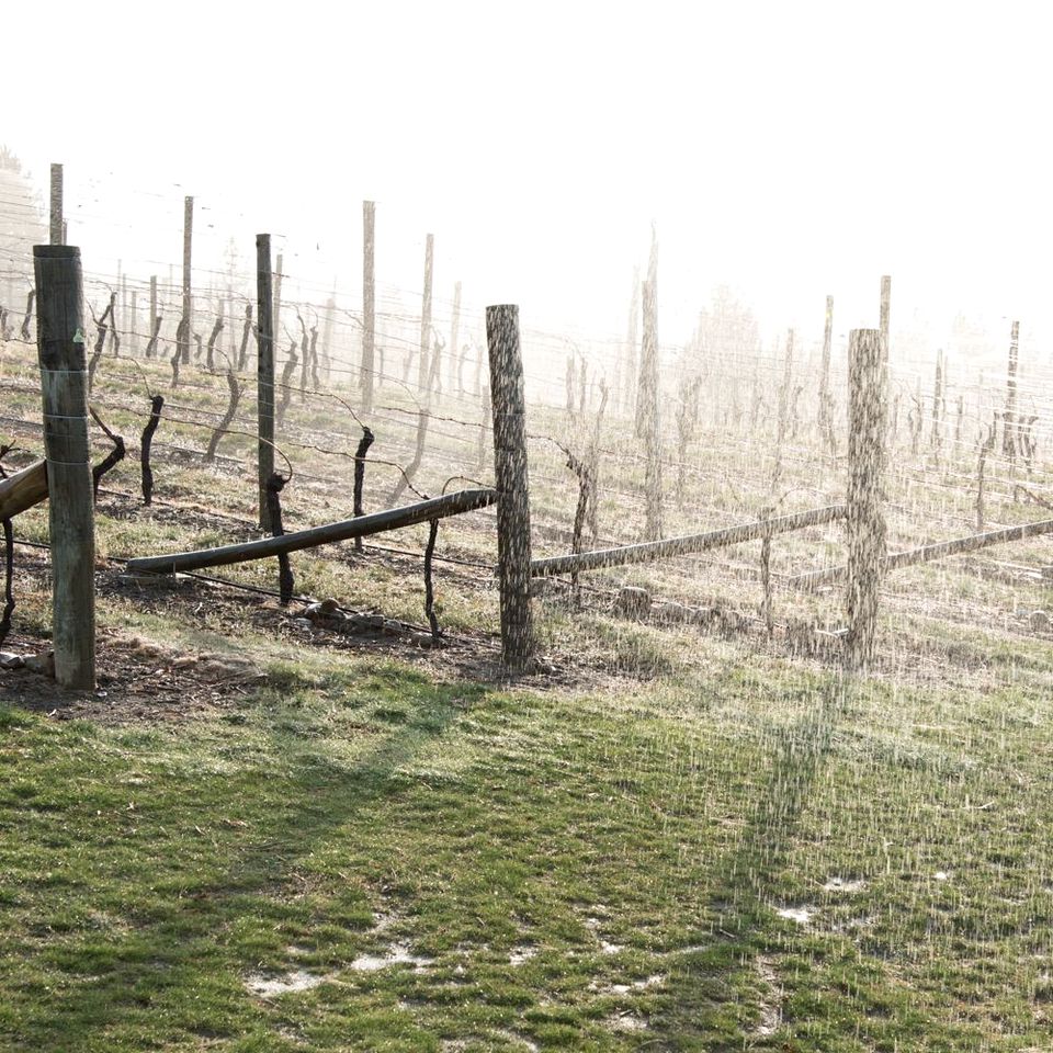 Elegant Suite Rental on Vineyard near Alexandra, New Zealand