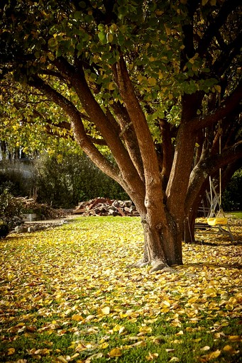 Yurts (Greytown, North Island, New Zealand)