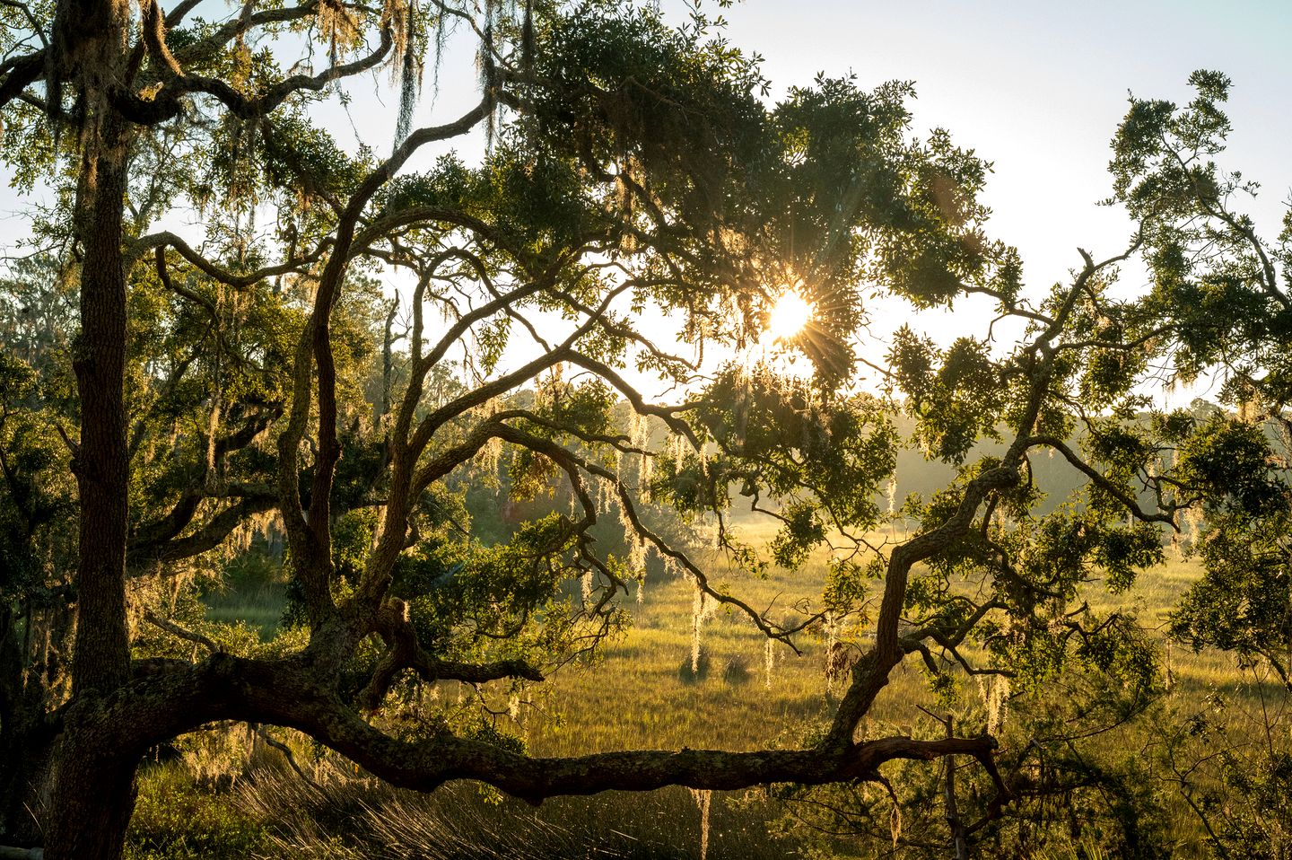 Secluded Treehouse Tent Retreat with Wildlife Viewing Porch, BBQ Setup, and Cozy Comforts in Townsend, Georgia