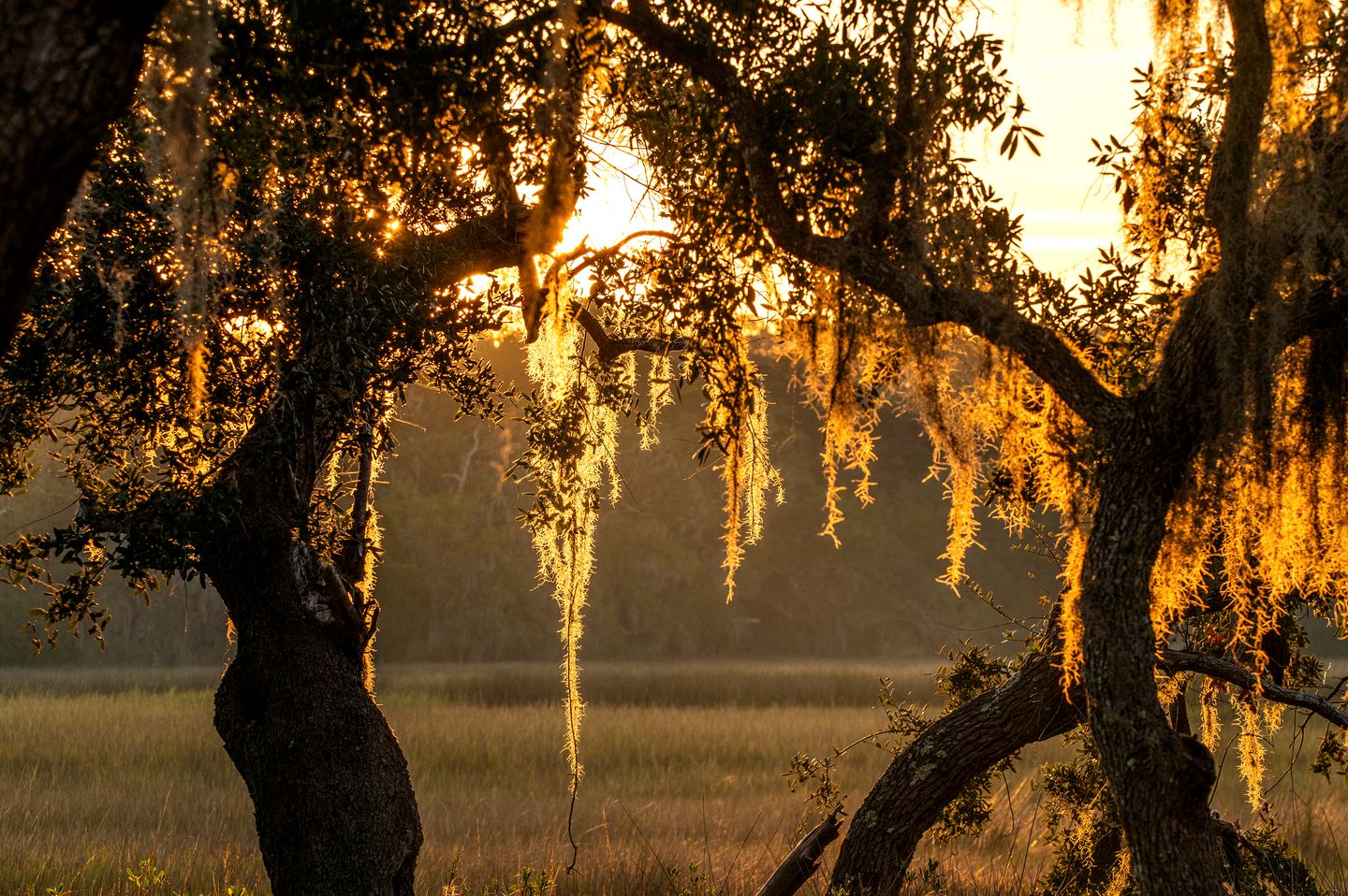 Secluded Treehouse Tent Retreat with Wildlife Viewing Porch, BBQ Setup, and Cozy Comforts in Townsend, Georgia