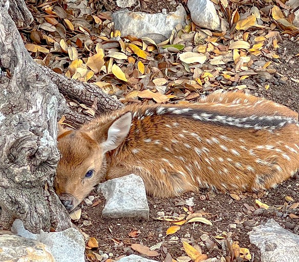 Cabins (United States of America, Mountain Home, Texas)