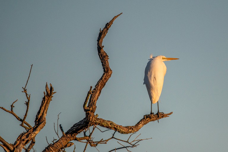 Tree Houses (United States of America, Townsend, Georgia)