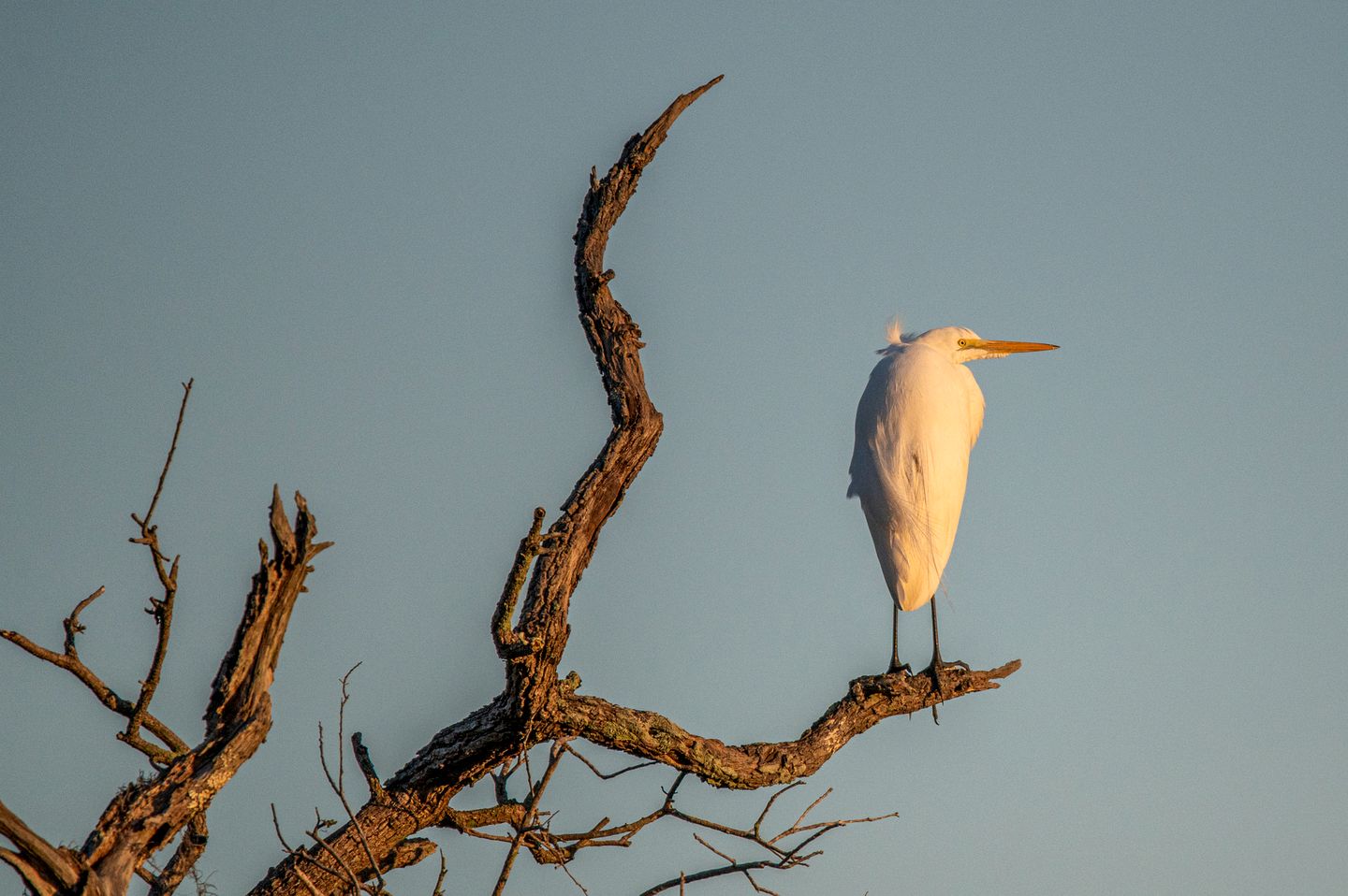 Secluded Treehouse Tent Retreat on the Marsh with Outdoor Dining, Grilling Gear, Games, Views in Townsend, Georgia