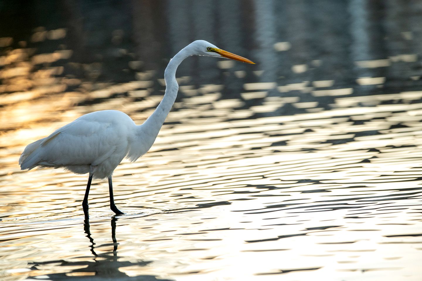 Secluded Treehouse Tent Retreat on the Marsh with Outdoor Dining, Grilling Gear, Games, Views in Townsend, Georgia