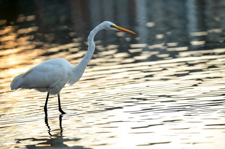 Tree Houses (United States of America, Townsend, Georgia)
