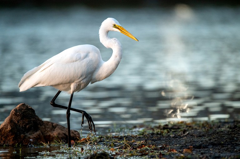 Tree Houses (United States of America, Townsend, Georgia)
